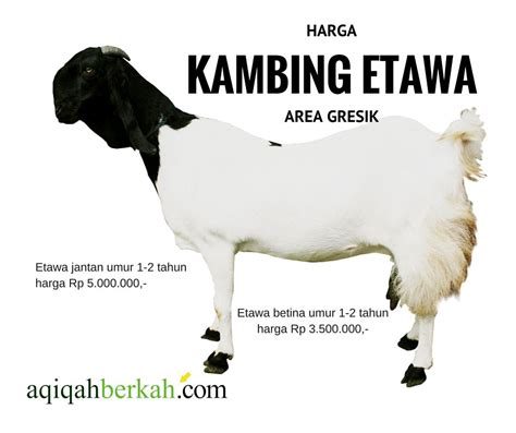 Kambing etawa juga merupakan salah satu spesies. Harga Kambing Etawa Area Gresik SMS: 085749622504 Whatsapp: +6281335680602 PinBB: 7C0B38CE Head ...