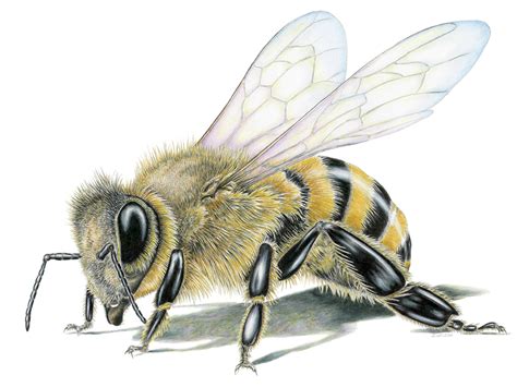 Honey Bee- Framed Original Drawing - Wildlife Drawings by Jim Wilson
