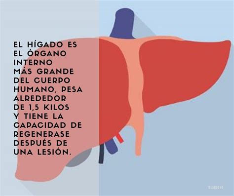 Salud El Hígado Es El órgano Interno Más Grande Del Cuerpo Humano