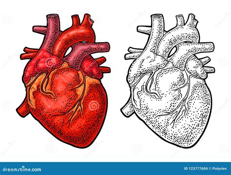 Corazón Humano De La Anatomía Ejemplo Del Grabado Del Vintage Del Color