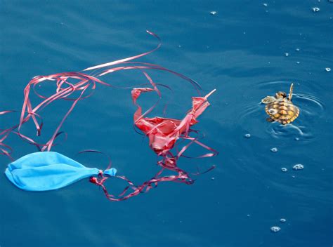 More And More Marine Animals Are Dying Because Of Plastic Plastic