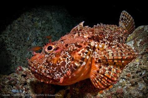 1000 Images About Fish Strange Looking Fish On Pinterest Fish
