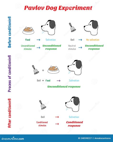 The Mechanics Of The Pavlov`s Dog Experiment With Bell Conditioned