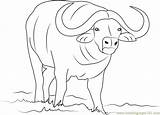 Buffalo Coloring African Clipart Water Coloringpages101 Webstockreview sketch template