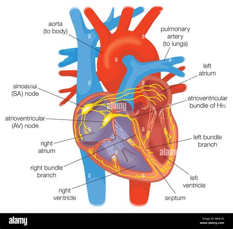 Conduction System Of The Heart Step By Step Labeled 44 Off