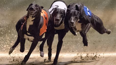 Greyhound Dog Racing In Ireland Youtube