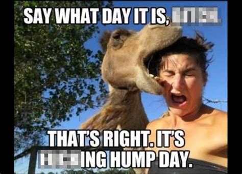 Happy Hump Day Meme Local Search Denver Post