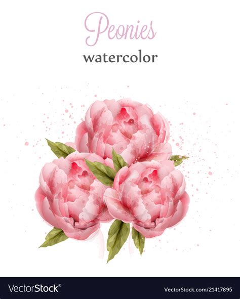 Watercolor Pink Peonies Isolated Beautiful Vector Image