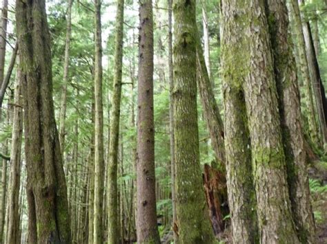 Could Rising Timber Prices Aid The Tongass Transition To Second Growth