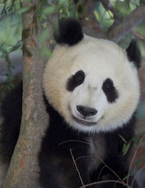 When Youre Smiling The Whole World Smiles With You Panda Facts