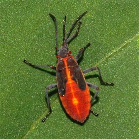 Eastern Boxelder Bug Nymph For Illinois In July Boisea Trivittata