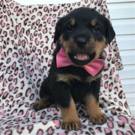 When choosing a commercial dog food, look for one that lists meat. Rottweiler puppy for sale in PEACH BOTTOM, PA. ADN-57870 ...