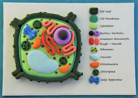 Plant Cell Clay Model Labeled Ubicaciondepersonascdmxgobmx