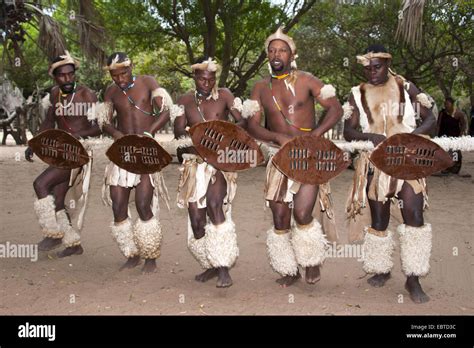 Zulu Men Performing A Traditional Dance In An Open Air Museum South