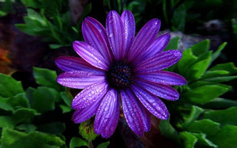 Aster Flower Dark Purple Color With Water Droplets Full Hd Wallpaper