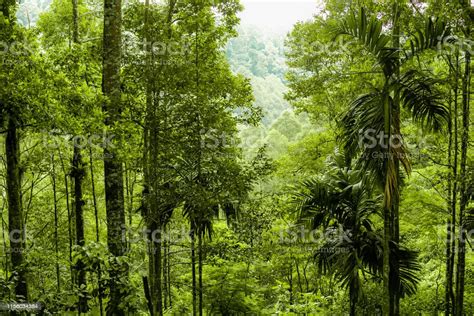 Rainforest In Sumatra Island Indonesia Stock Photo Download Image Now