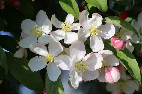 Michigan Exposures Return Of The Cherry Maple Blossoms