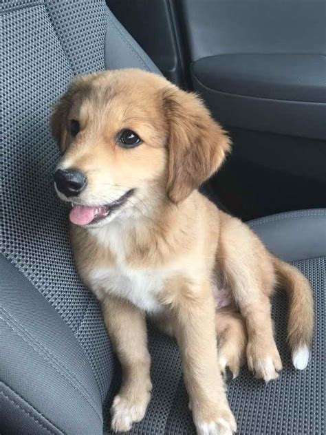 The golden retriever chow mix tries to capture the loyalty of the chow chow and the affability of the golden. Golden Retriever Mix Puppies | PETSIDI