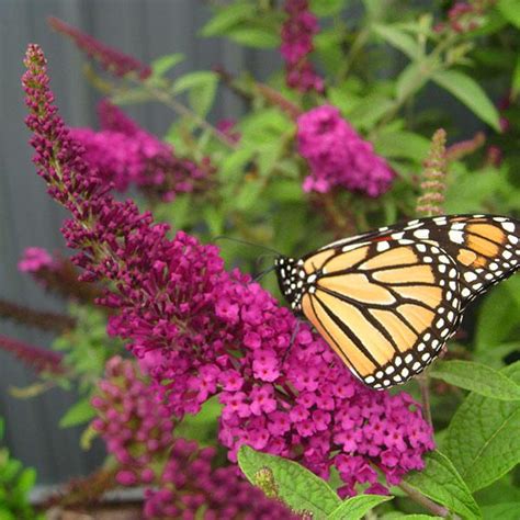 Miss Molly Butterfly Bushes For Sale
