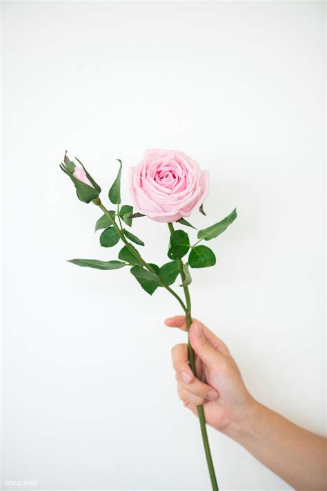 Download Premium Image Of Hand Holding A Branch Of Pink Rose 1204172