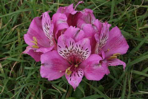 Alstroemeria (/ˌælstrɪˈmɪəriə/), commonly called the peruvian lily or lily of the incas, is a genus of flowering plants in the family alstroemeriaceae. Oceane | Alstroemeria Select