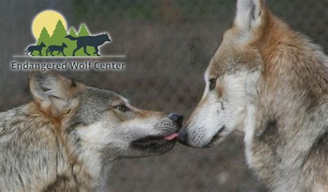Endangered Wolf Center Endangered Wolf Center Wolf Eureka Mo