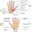 Surface Anatomy Of Dorsum Hand Diagram