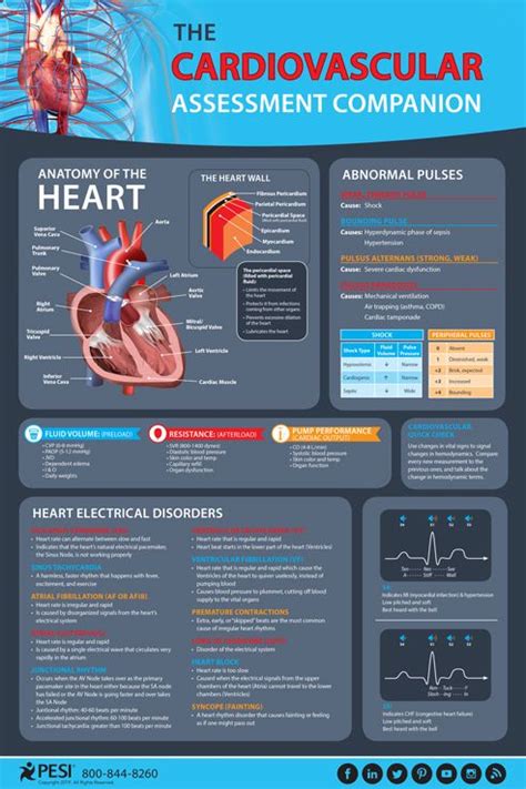 Cardiovascular Assessment Companion Infographic Cardiovascular System
