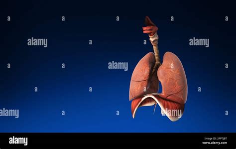 Human Lungs Hi Res Stock Photography And Images Alamy