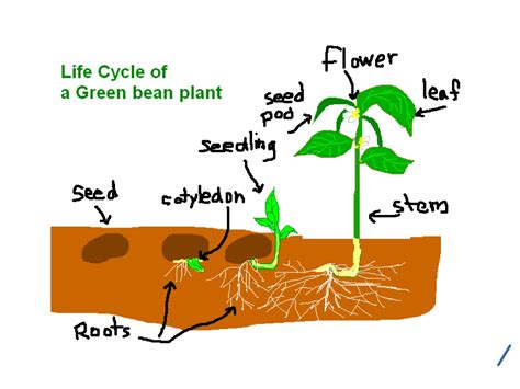 Life Cycle Of A Plant