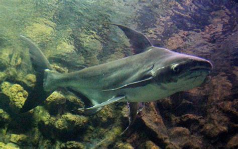 10 Types Of Sharks For Freshwater Aquarium Pictures Aquariumnexus