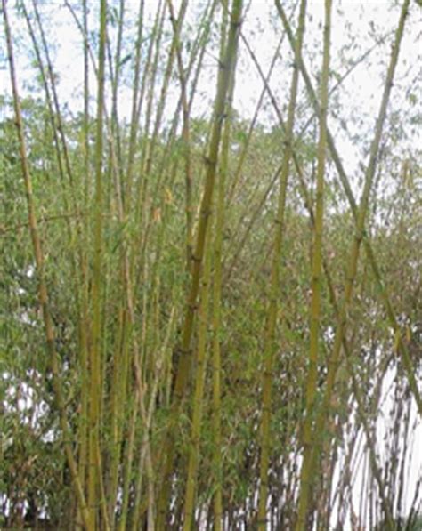 konstruksi dinding bambu jayawan