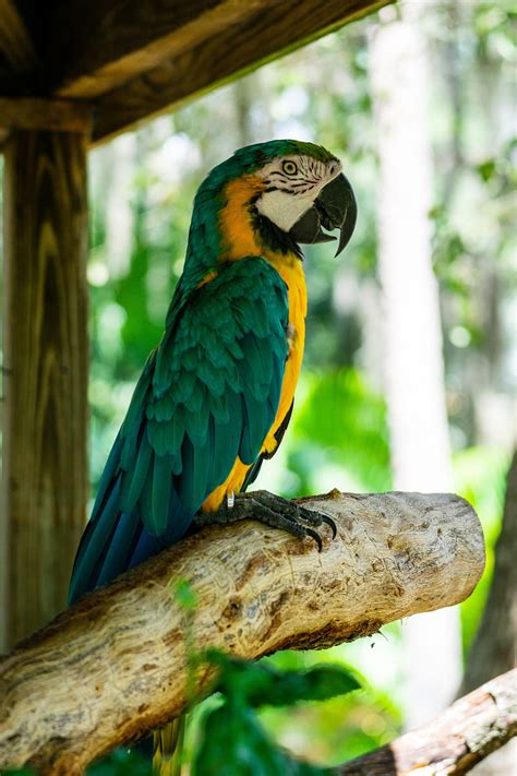 Macaw Parrot Bird Profile Tree Hd Phone Wallpaper Peakpx