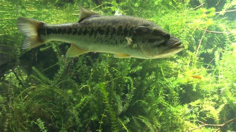 Largemouth Bass Backgrounds 46 Pictures