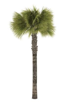 For example, types of coconut palms with their long wispy leaves can grow to nearly 100 ft. Pictures of Different Types of Palm Trees | LoveToKnow