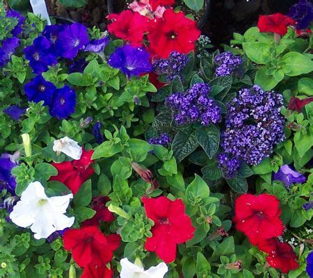 White and blue flowers red white blue large containers garden inspiration garden ideas low maintenance garden plant species salvia urban landscape. Red, White, and Blue Annuals | Indoor flowers, Flowers ...