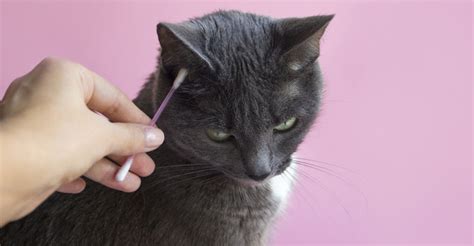 How To Tell If Your Cat Has Ear Mites Ellery Apples Blog