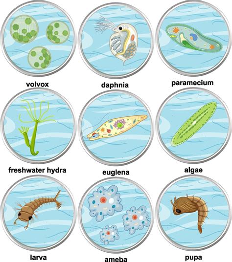 Set Of Different Types Of Unicellular Organisms 1988665 Vector Art At