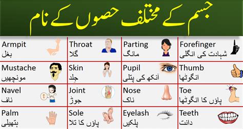 Vocabulary For Parts Of Body With Urdu And Hindi Meanings Ilmrary