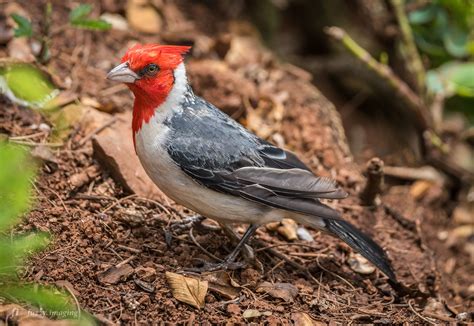 Red Crested Cardinal At Kilauea Point Nwr Oc 3820x2635