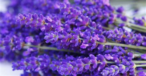 Best Lavender Varieties For Lohud Lavender Varieties Lavender Herb