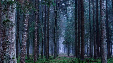 A Magical Tour Of Berlins Secret Plänterwald Forests
