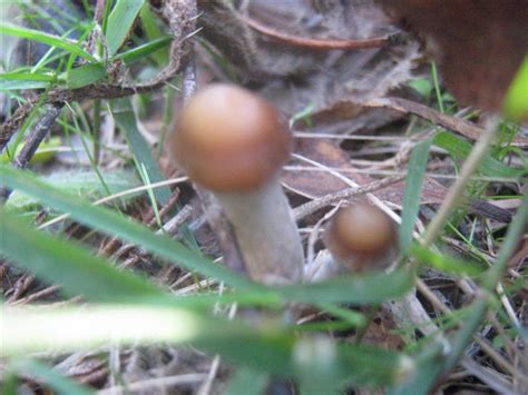 Nsw Shroom Season 2009 Mushroom Hunting And Identification