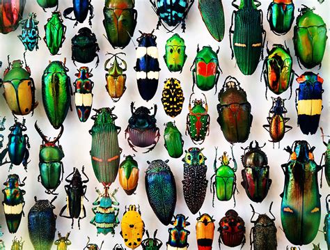 Explainer Insects Arachnids And Other Arthropods