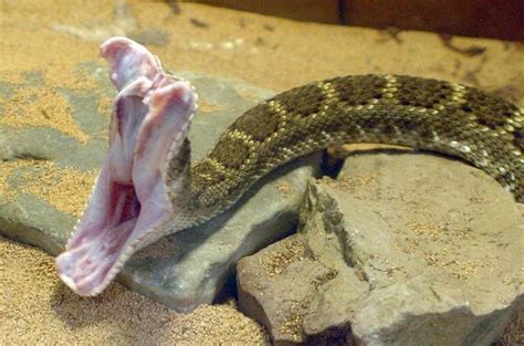 World Record Rattlesnake Length World Record Western Diamondback Rattlesnake Poison Snake