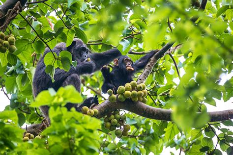 Why Seeing Chimpanzees In Uganda Is One Of The Worlds Greatest