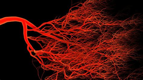 Label The Blood Vessel Human Bio Circulatorycardiovascular System