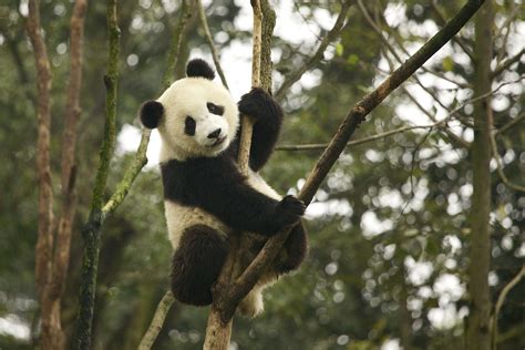 Pourquoi Le Panda Géant Nest Plus Une Espèce En Danger