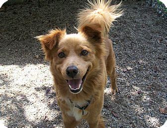 De nova scotia duck tolling retriever is een gespierde hond met een dubbele vacht. Scout | Adopted Dog | Fennville, MI | Nova Scotia Duck ...