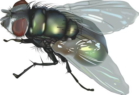 Fly Insect Clip Art Fly Png 5 Png Download 24001647 Free